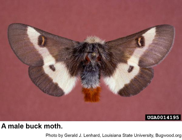 Thumbnail image for Buck Moth